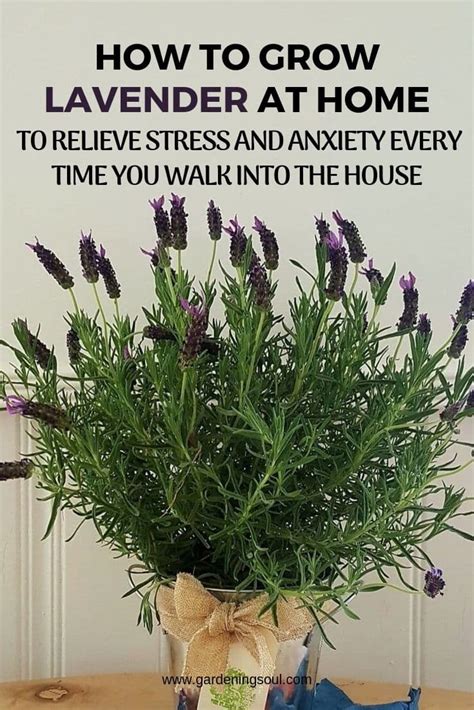 How To Grow Lavender At Home Gardening Soul