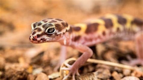 Western Banded Geckos Arizona Highways