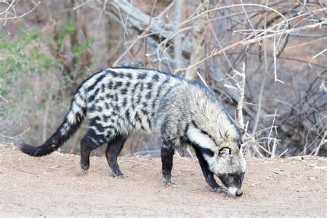 African Civet Facts Critterfacts