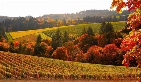 You're in the right place. 8 Stunning Photos Of Oregon's Fall Foliage | That Oregon Life