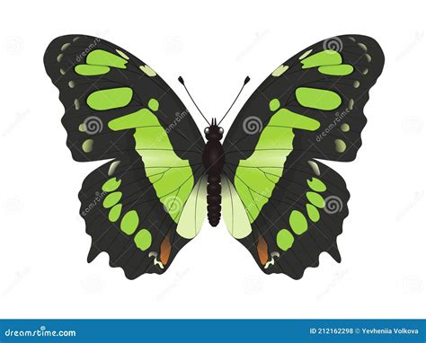 Butterfly On A White Background Malachite Butterfly Siproeta Stelenes