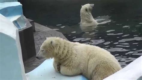 Shilka The Polar Bear Cub Disregards Her Mother Gerda At Novosibirsk