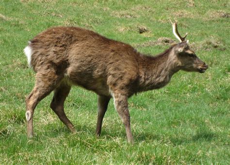 Formosan Sika Deer Animal Database Fandom