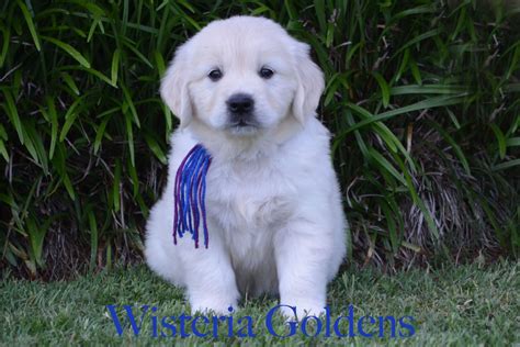 Puppy has shots and dewormed mom and dad are both akc ready for a good home is a english cream retriever we do ship out located neat fort wayne in call or text jonas 260. English Cream Golden Retriever Puppies For Sale Honor | Djur
