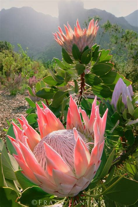 King Protea Protea Cynaroides Kirstenbosch National Botanical Garden