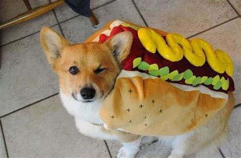 Funny Hot Dogs Funny Pictures