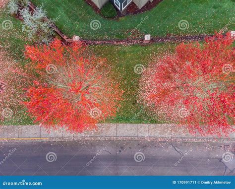 Aerial Top Down View Of A An Autumn Trees Crowns In Hillsboro Oregon