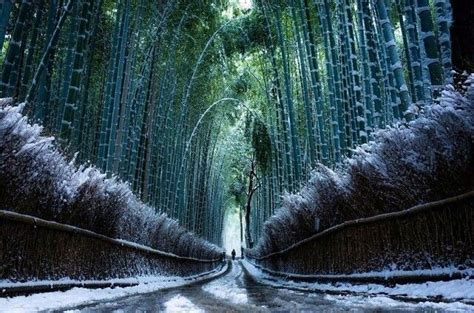 Bamboo Forest In Snow Japan Winter Scenes Snowy Path Beautiful
