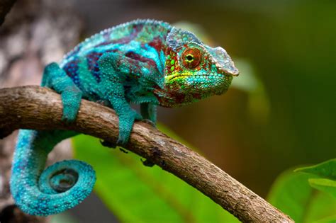 Do Chameleons Change Colors Photos Cantik