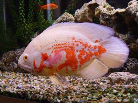Aquarium Fish For Sale Cichlid Fish For Sale Lowest Pricing Online