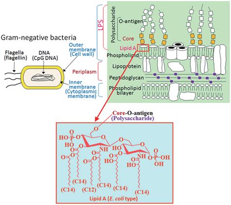 Frontiers Structural Modifications Of Bacterial Lipopolysaccharide