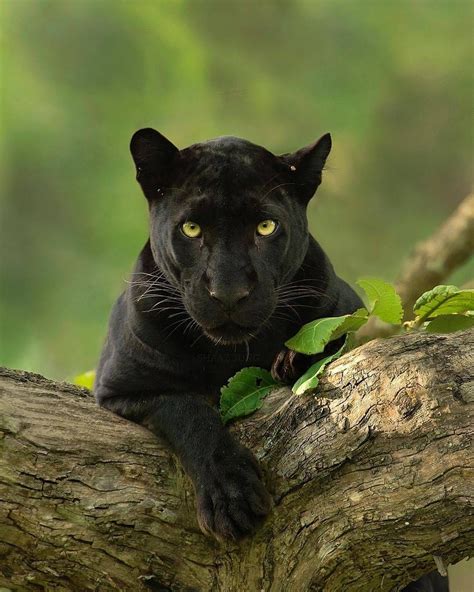 Photo By Shaazjungphotography Black Panther Lounging On Tree Branch