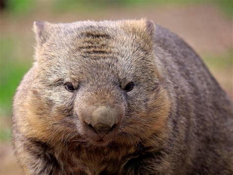 All About Wombats Ultimate Guide To Everything