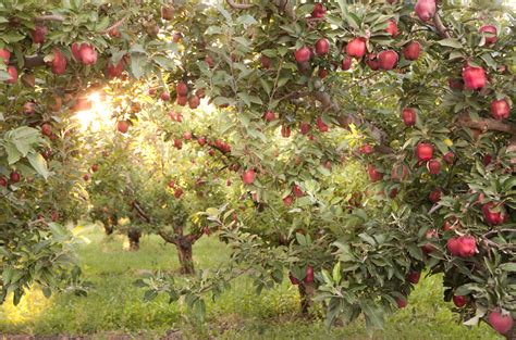 Apple Orchard Near Yakima Washington Photography By Julie Ann Fineman Wild Flower Meadow