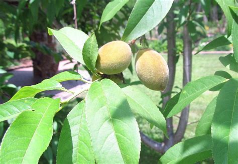Ornamental Peach Prunus Persica Peppermint In The Peaches Database