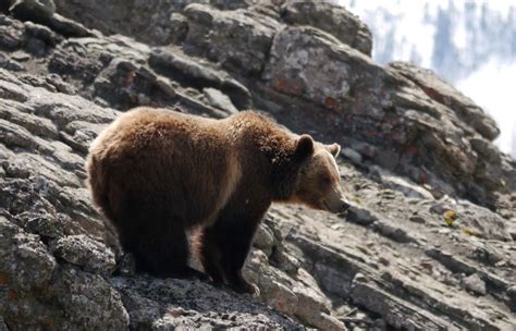 Grizzly Bear Habitat