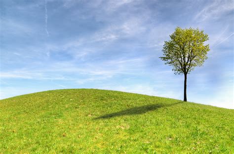 Green Tree On Green Grass Field Under White Clouds And Blue Sky · Free