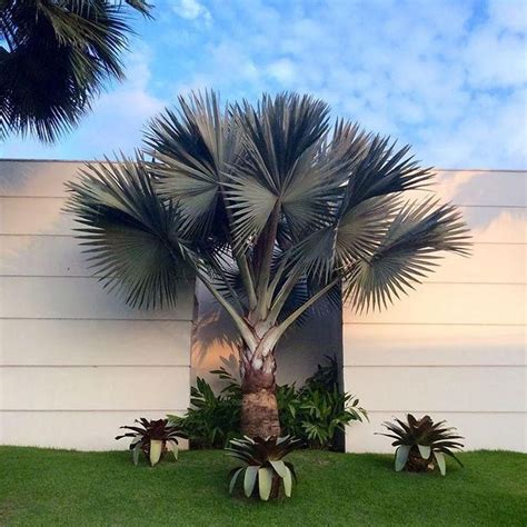 Palmeira Azul Como Cuidar Dessa Planta Exuberante No Seu Jardim