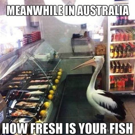 180 Funny Australia Memes That Are True Blue Gems Man Of Many
