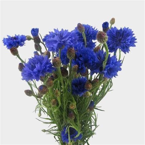 Cornflower Blue Wholesale Blooms By The Box