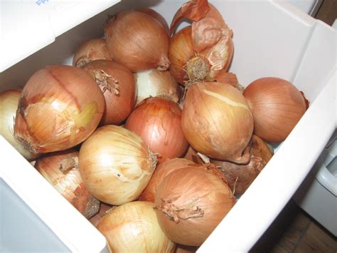 Preparation and survival: Canning onions