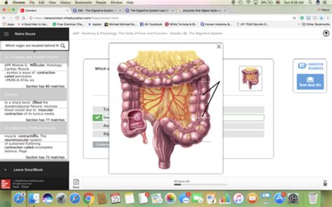 The Digestive System Chapter 25 Aandp Ii Flashcards Quizlet