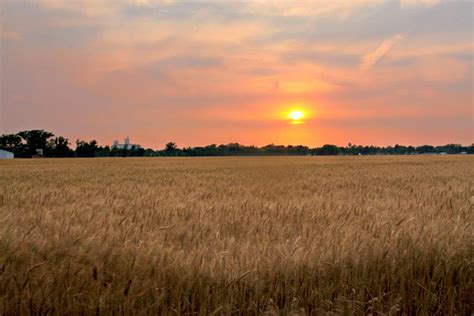 Kansas Wheat Field At Sunset Flickr Photo Sharing