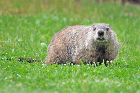 Show Me Pictures Of A Groundhog