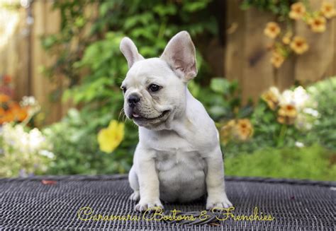 French bulldog rescue located in the rocky mountains. Caramuru Kennel :: Boston Terriers and French Bulldogs ...
