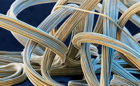 Resortes, chicles, cañas de pescar. ¿Qué es Elasticidad? » Su Definición y Significado 2019