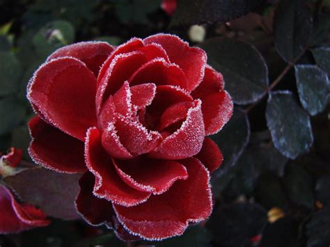 Frosty Rose In Memoriam Eila Kaarina Flickr