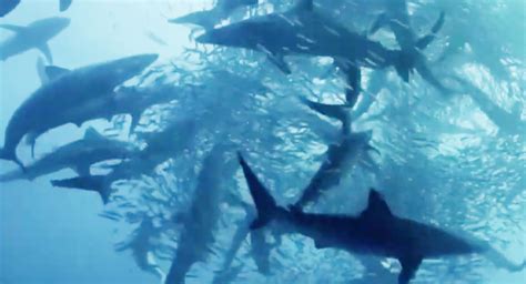 The Last Shark Documentary South Africans Uk