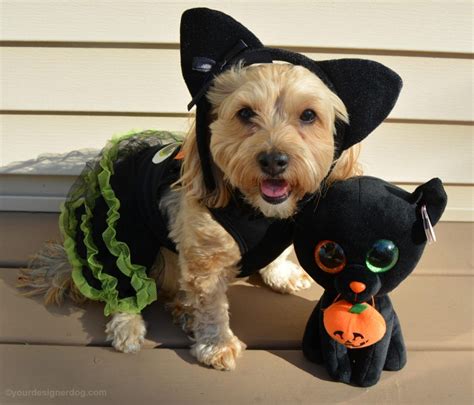 Black Cat Yourdesignerdog Dog Halloween Costumes Black Cat