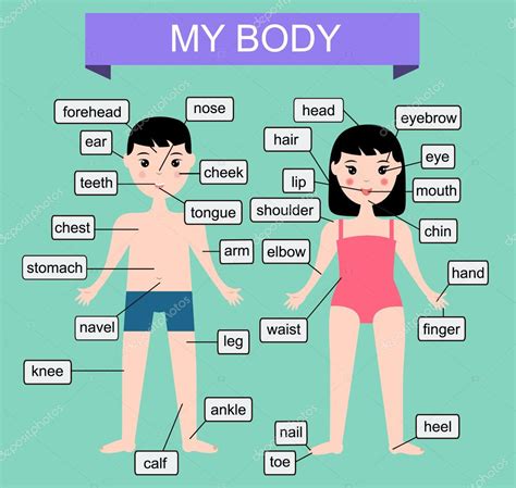 My Body Learning Human Parts Of Body Educational Vector Illustration
