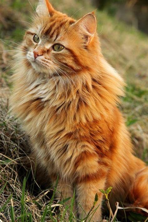 Also, tabby cat personality and unique behavior will make you fall in love with them. What type of personality do Ginger Tabby cats have? - Quora