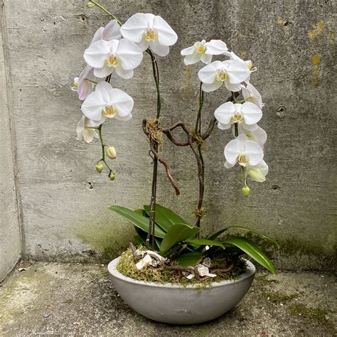 Phalaenopsis Orchid Plant Duo In Seattle Wa Fiori Floral Design
