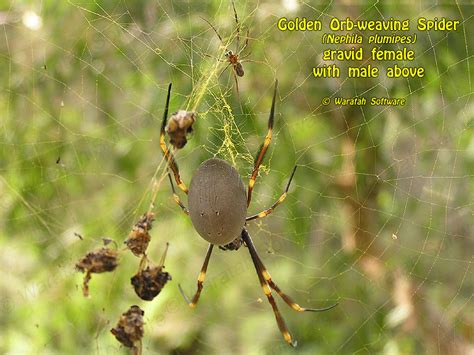 Golden Orb Weaving Spider P3250047
