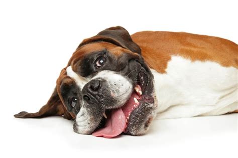 13 Tips For Keeping A Boxer Cool Boxer Dog Diaries