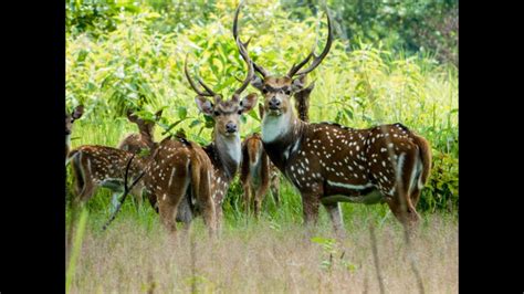 Ravishing Herd Of Spotted Deer Chital Axis Deer Chitwan Naional