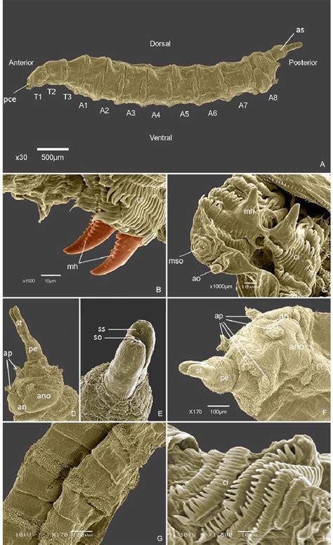 Drosophila Larvae Structure