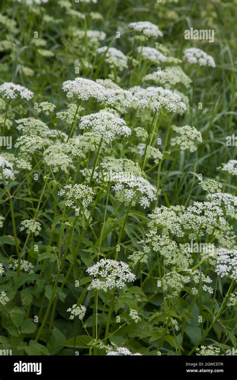 Anthriscus Sylvestris Cow Parsley Stock Photo Alamy