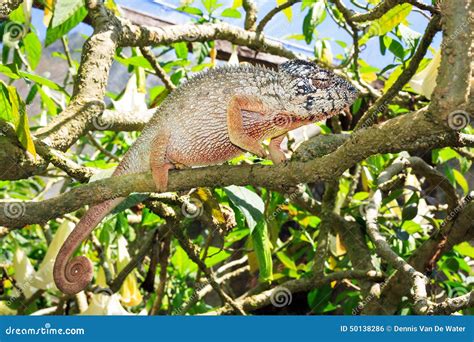 Large Chameleon In A Tree Stock Photo Image Of Chameleon 50138286