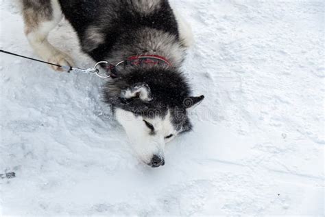 Siberian Husky Dog Sled Dog Stock Photo Image Of Sleigh Canine
