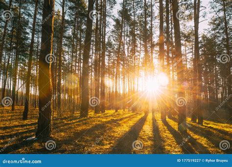 Beautiful Sunset Sunrise Sun Sunshine In Sunny Spring Coniferous Forest
