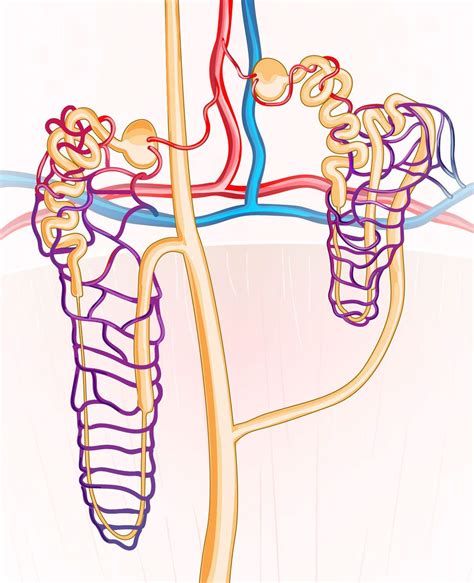 There Are Two Types Of Nephrons Cortical And Juxtamedullary Cortical