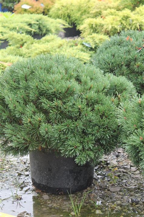 Dwarf Mugo Pine Slowmound Gallon Pot Wilson S Garden Center