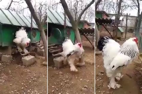This Giant Chicken Will Seriously Freak You Out