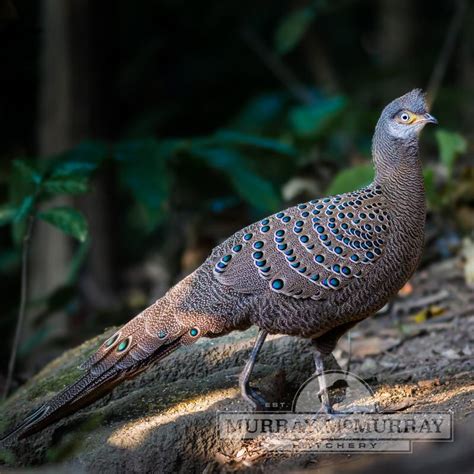 Murray Mcmurray Hatchery Grey Peacock Pheasants