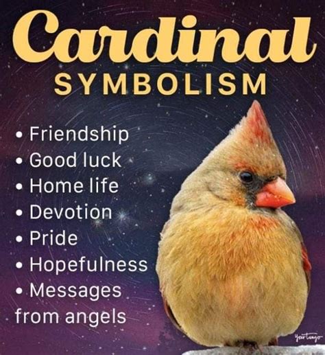 Pin By Tammy Hosey On Red Cardinals Cardinal Symbolism Cardinal