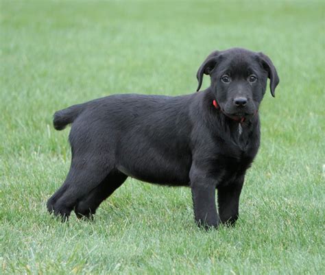 Rottweiler Lab Mix Puppy For Sale Fredericksburg Oh Female Macey